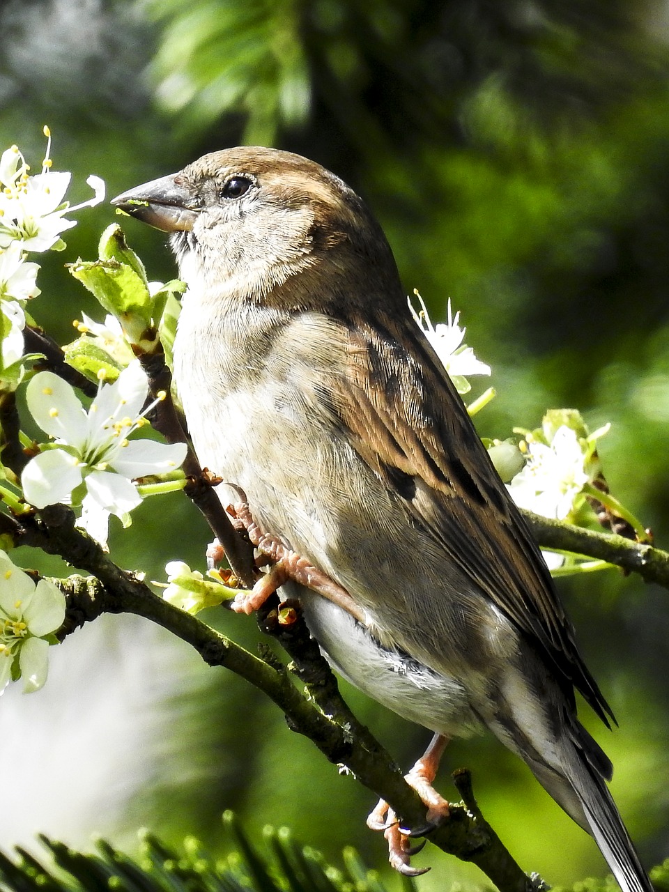 house sparrow sperling bird free photo