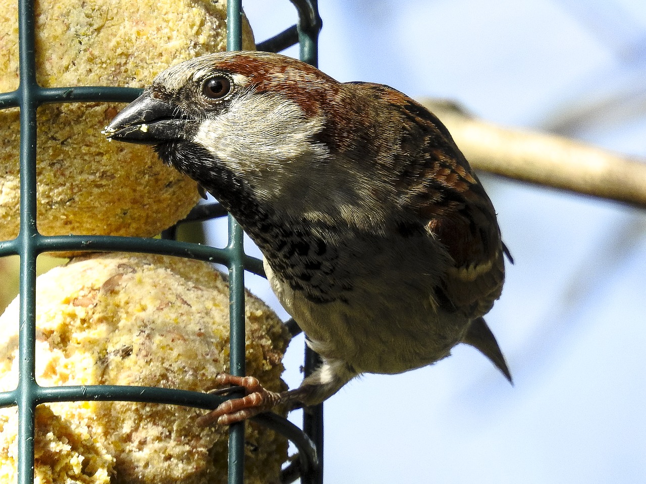 house sparrow sperling sparrow free photo