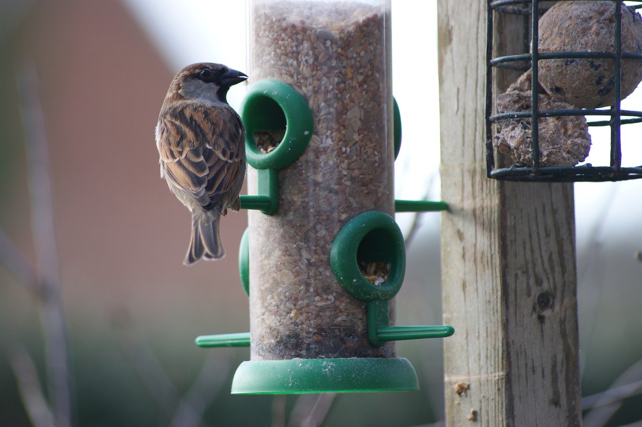 house sparrow sparrow bird feeder free photo