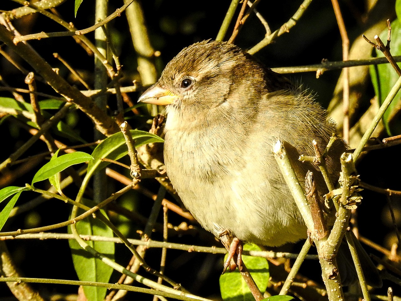 house sparrow sperling bird free photo