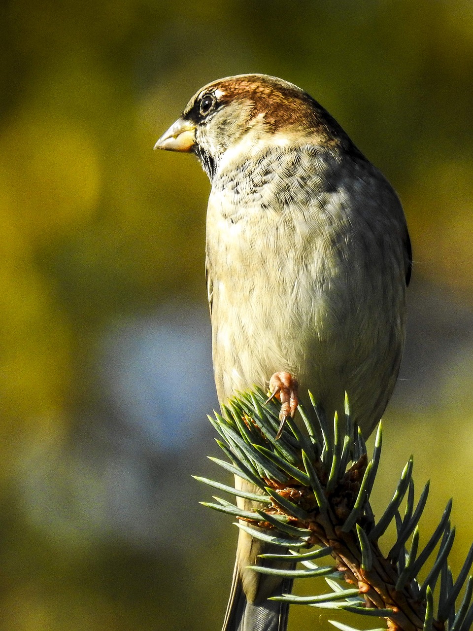 house sparrow sperling bird free photo