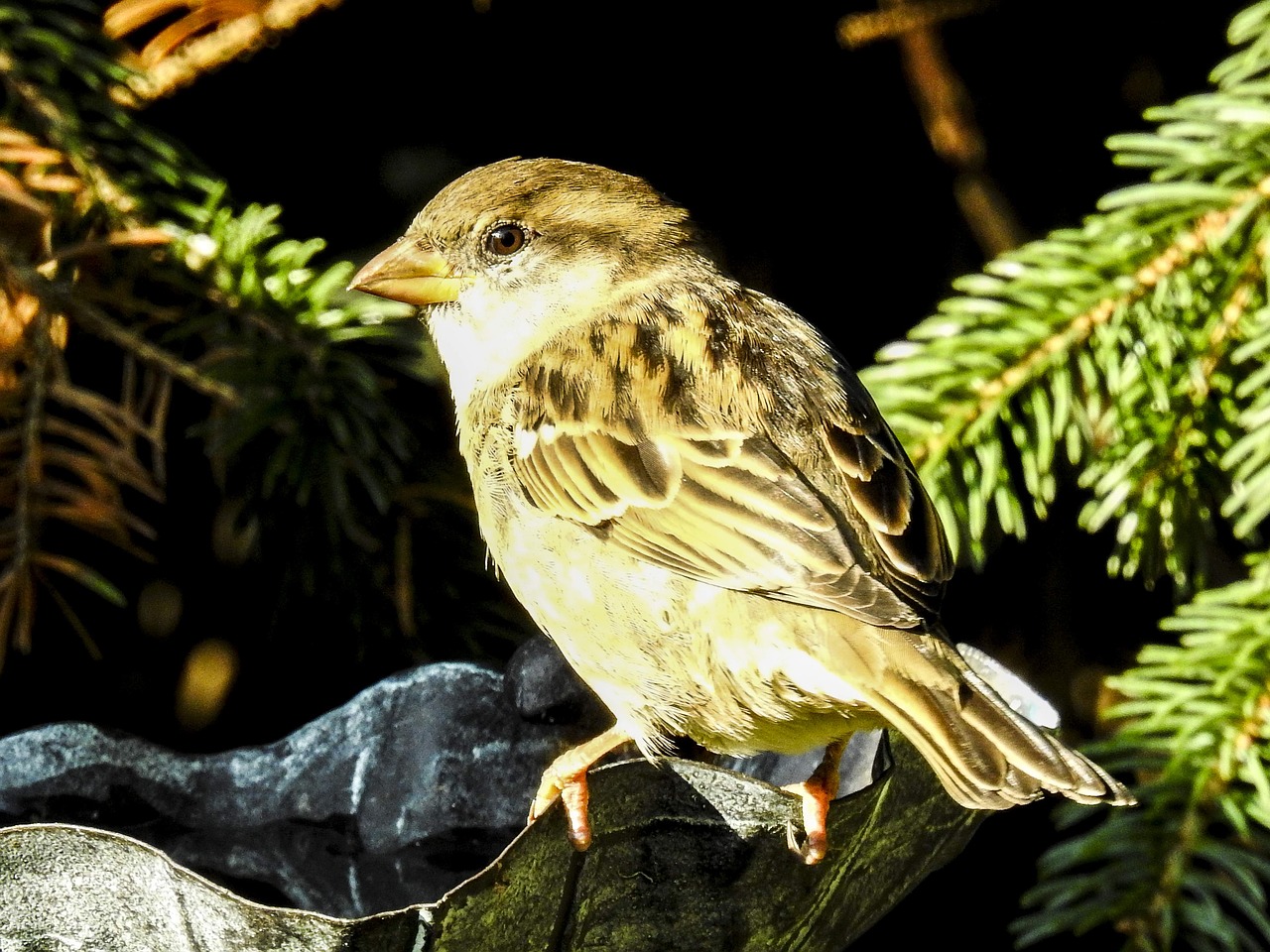 house sparrow sperling bird free photo