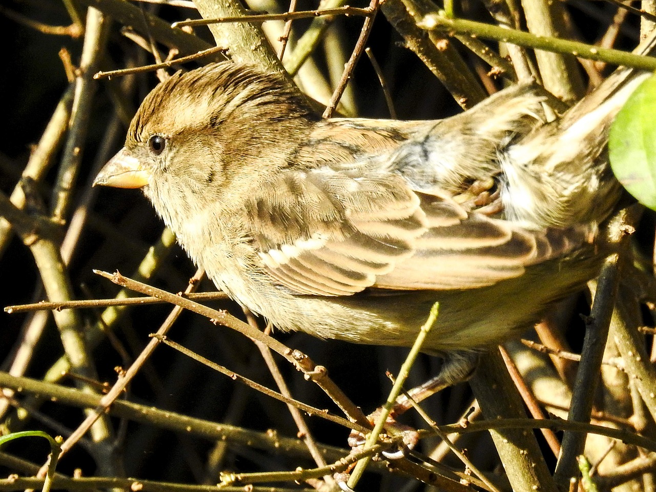 house sparrow sperling bird free photo