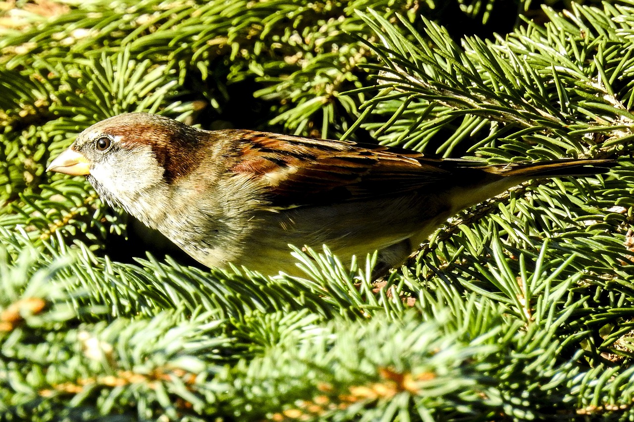 house sparrow sperling bird free photo