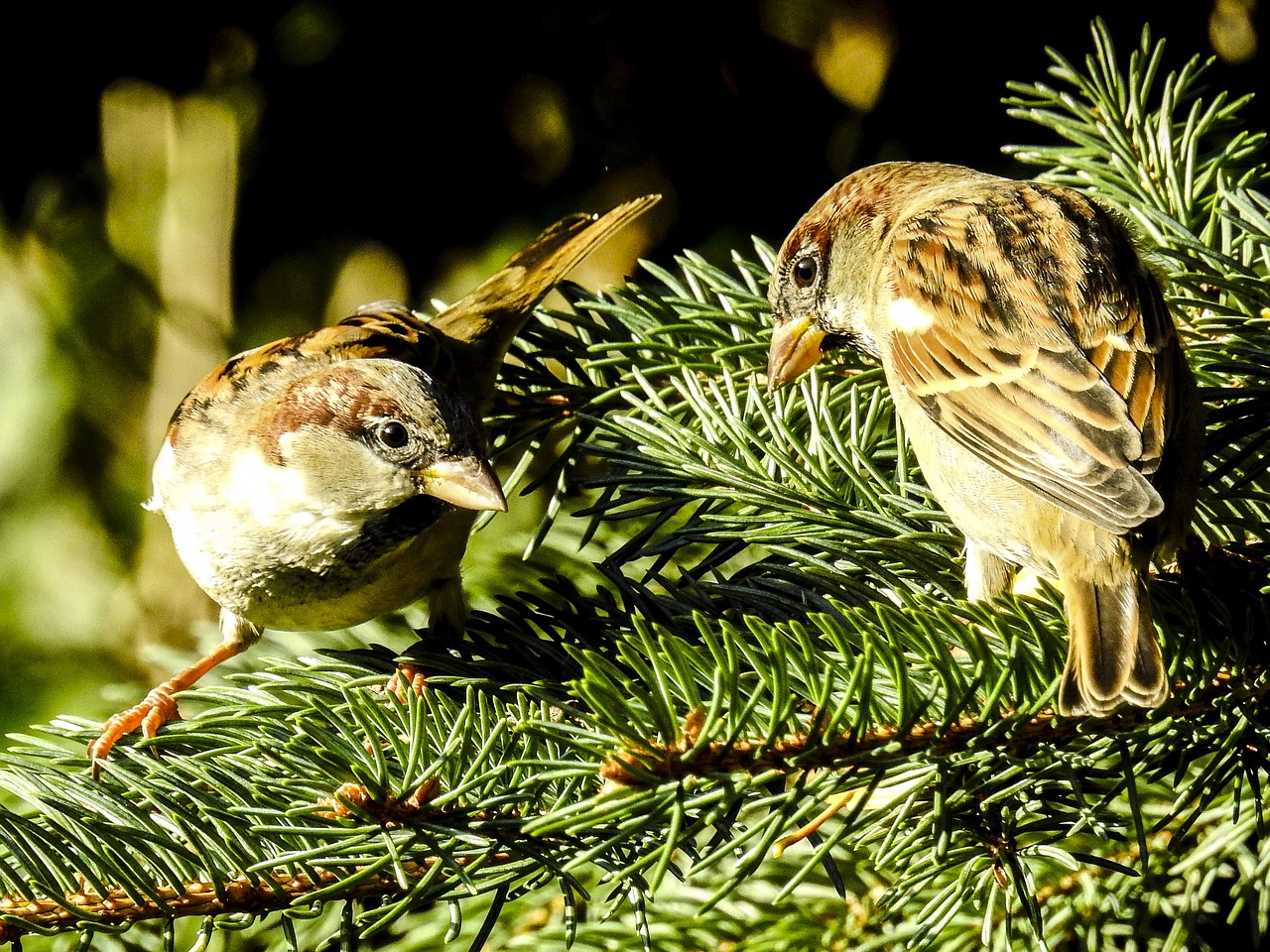 house sparrow sperling bird free photo