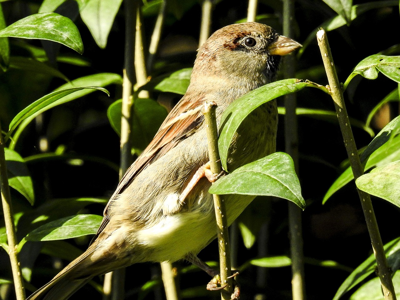 house sparrow sperling bird free photo