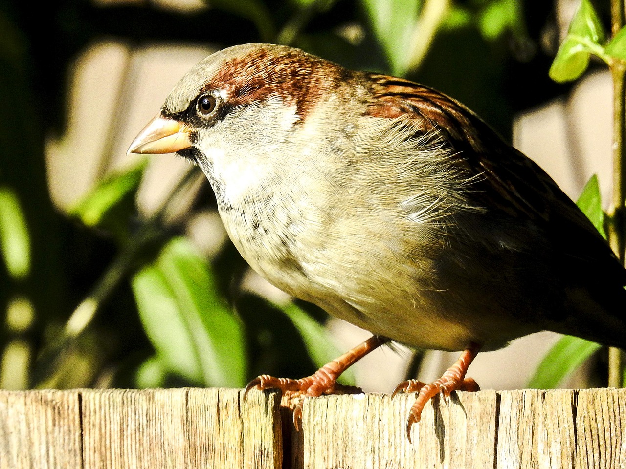house sparrow sperling bird free photo