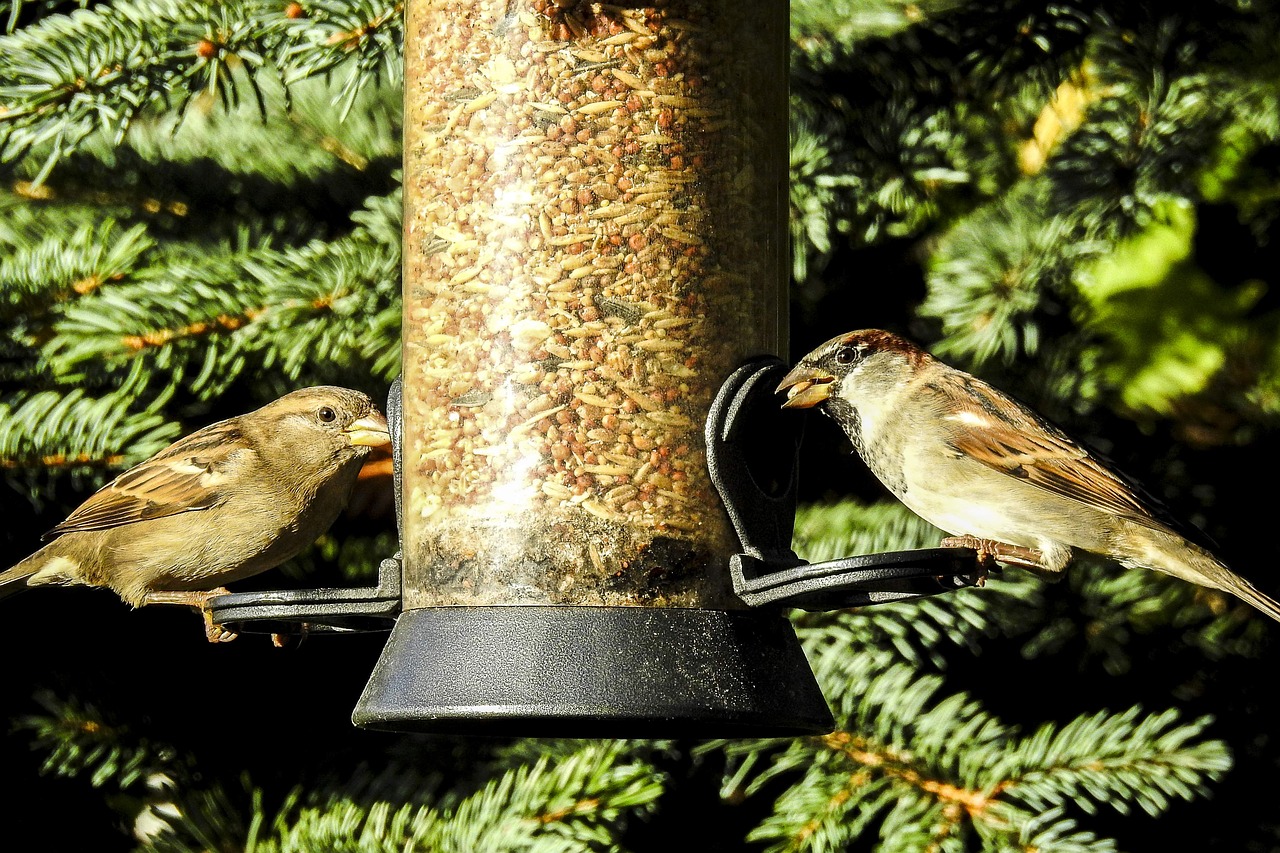 house sparrow sperling bird free photo