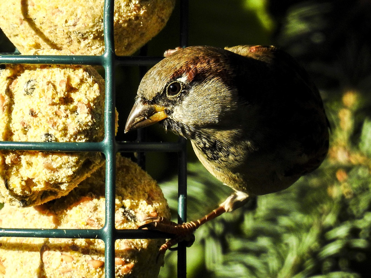 house sparrow sperling bird free photo