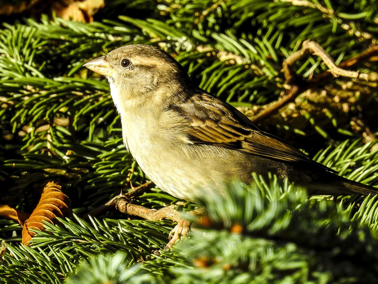 house sparrow sperling bird free photo