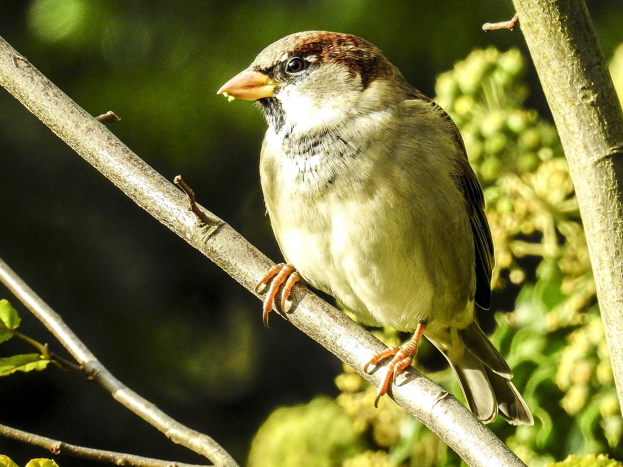 house sparrow sperling bird free photo