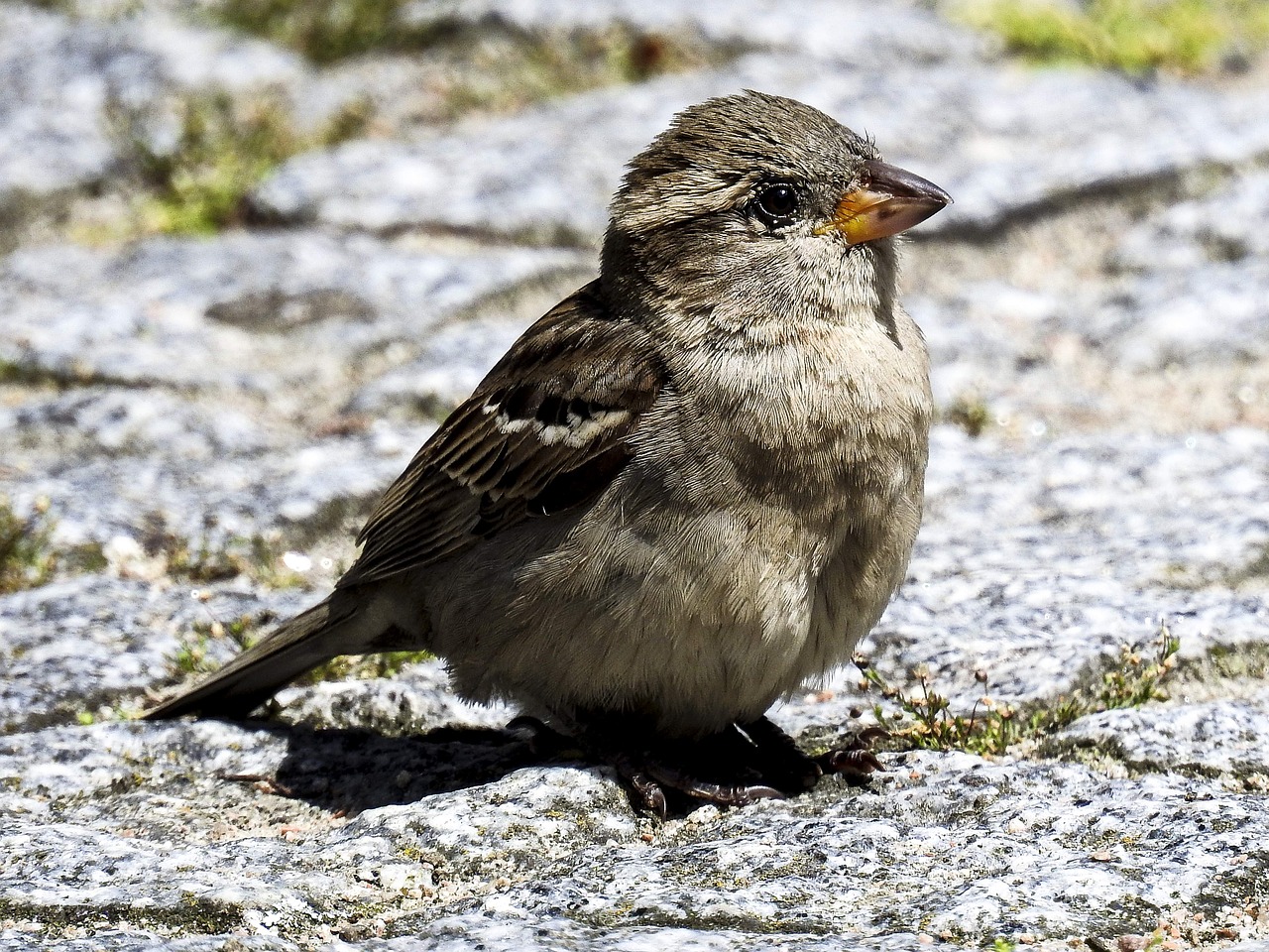 house sparrow sperling bird free photo