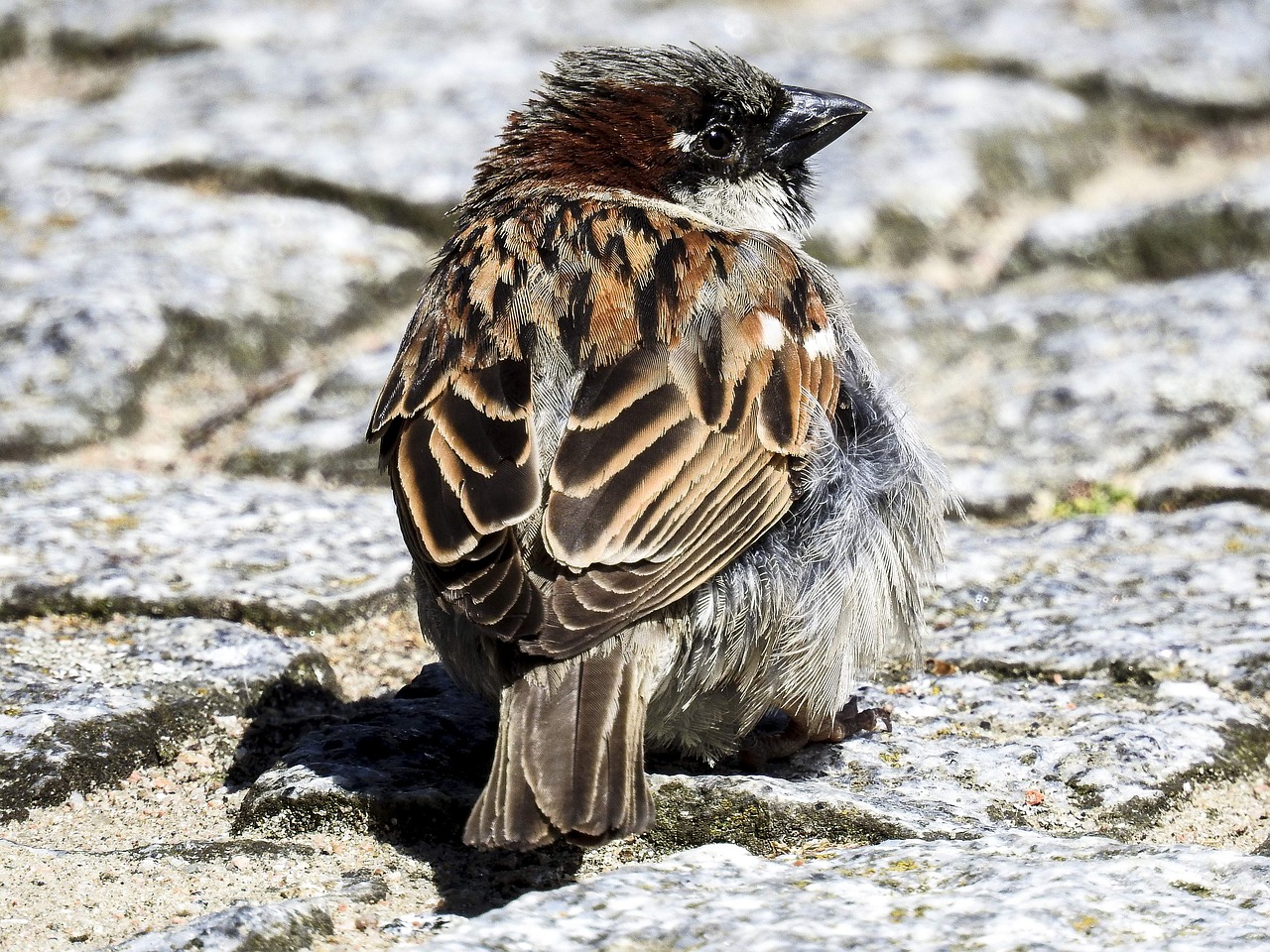 house sparrow sperling bird free photo