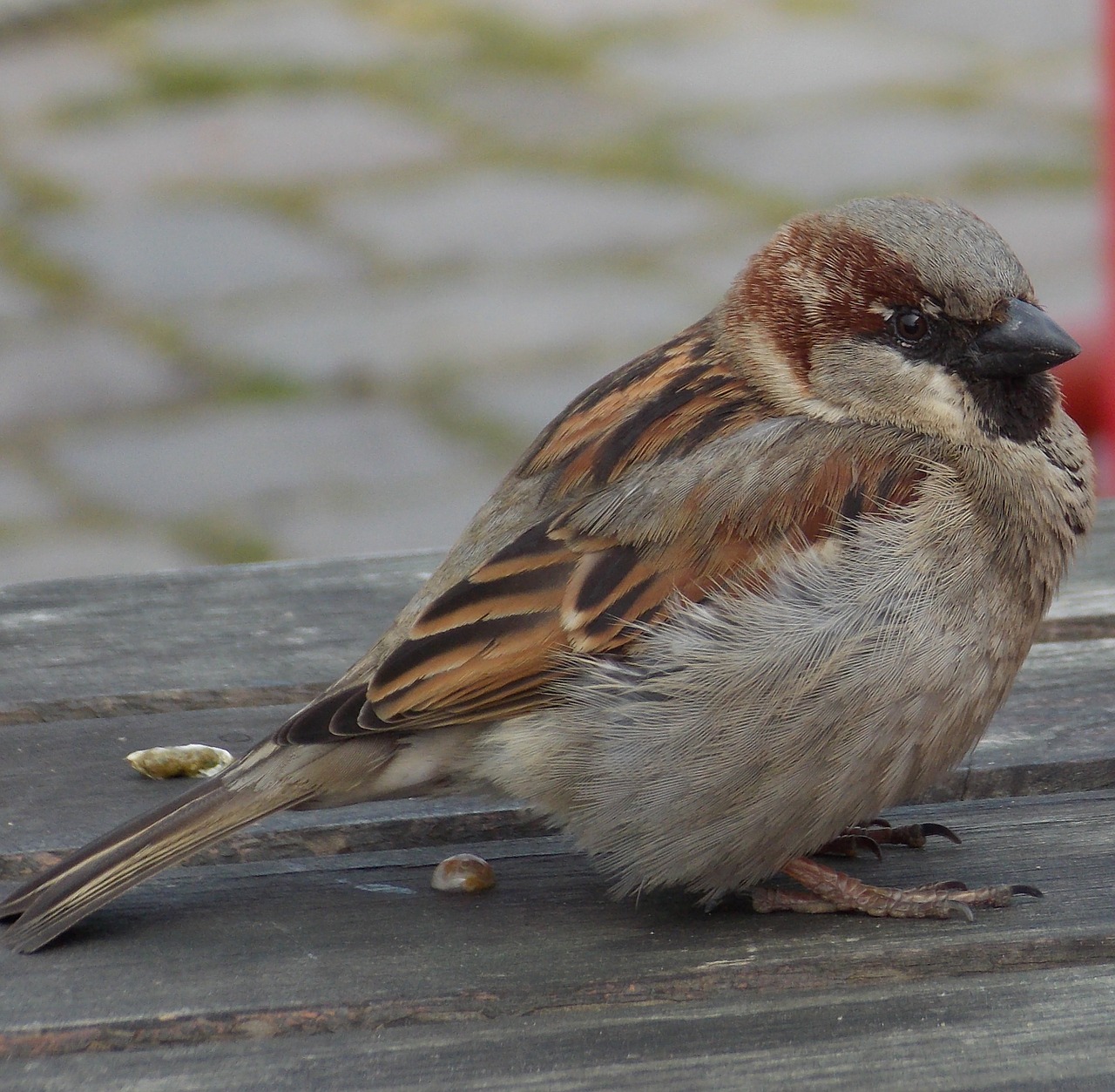 house sparrow sparrow sperling free photo