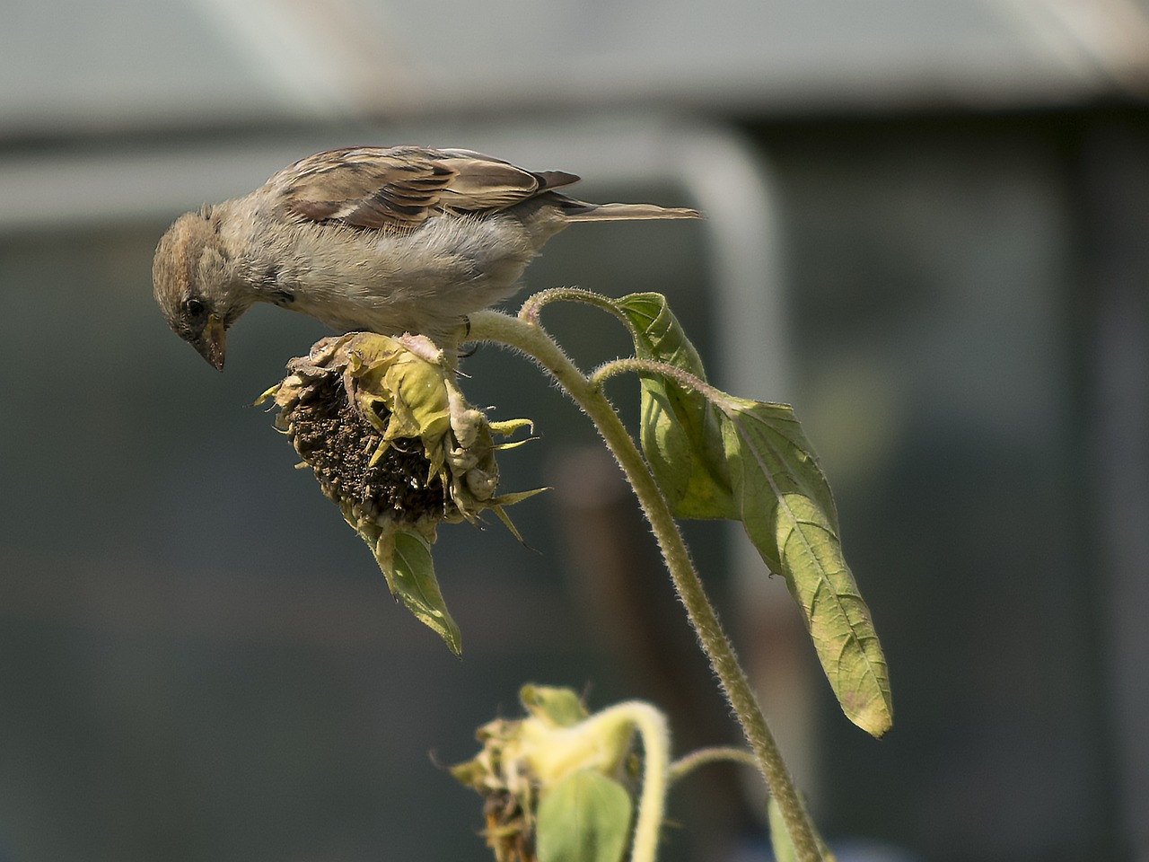 house sparrow sparrow bird free photo