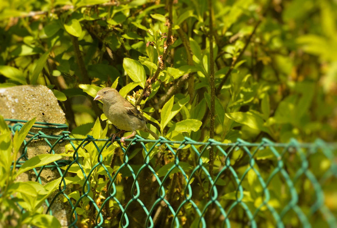 house sparrow  nature  bird free photo