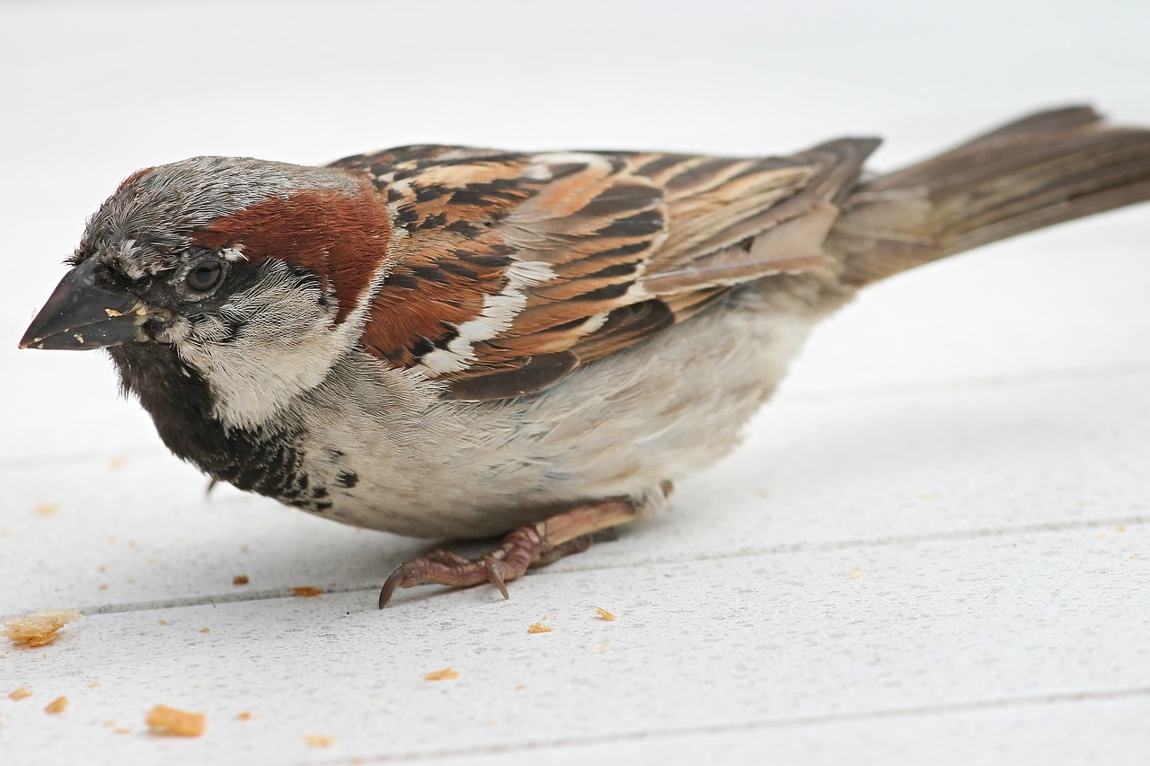 house sparrow  sparrow  passer domesticus free photo