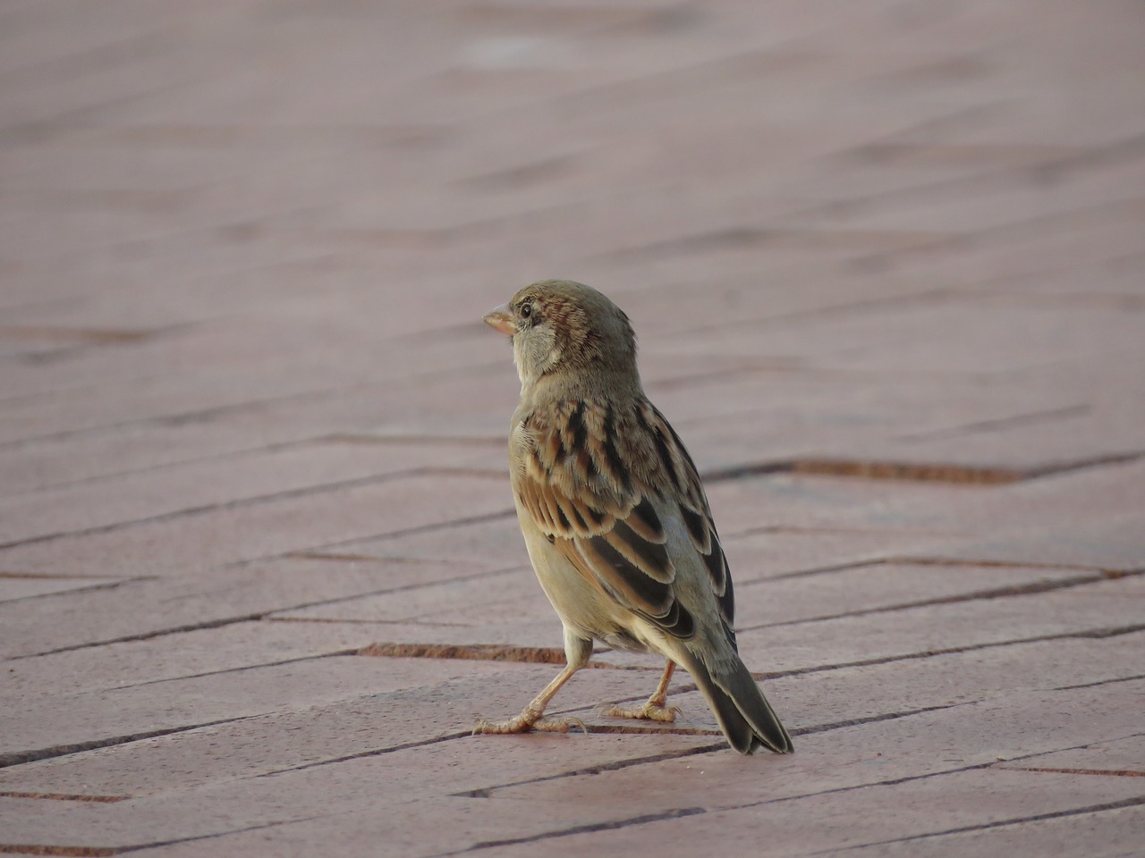 house sparrow  bird  feather free photo