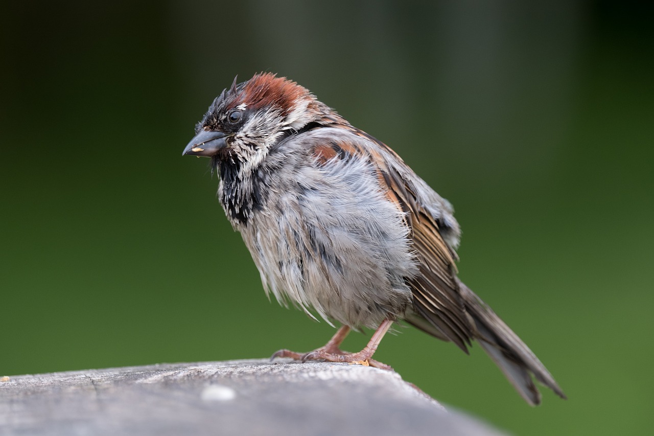 house sparrow  male  bird free photo