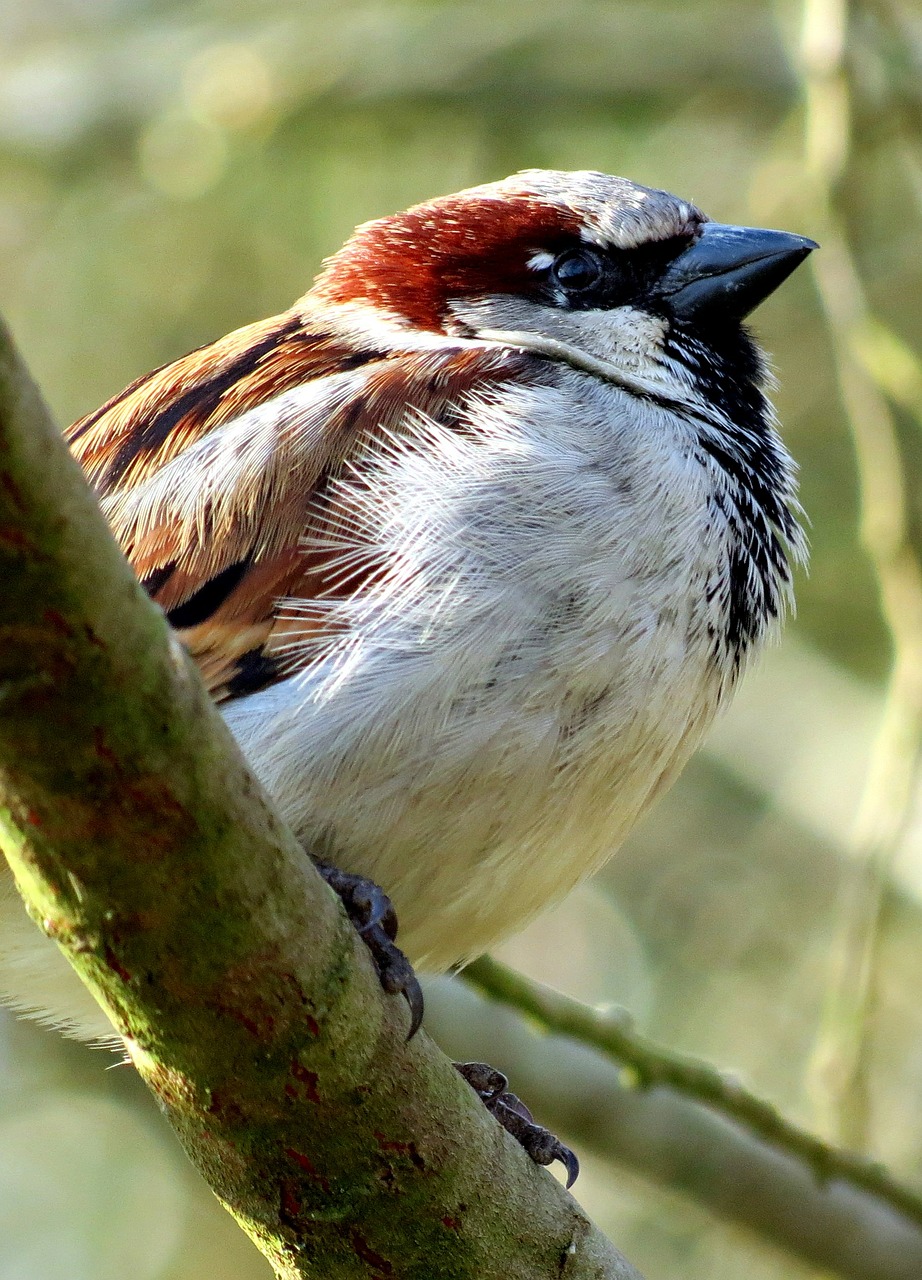 house sparrow sparrow bird free photo