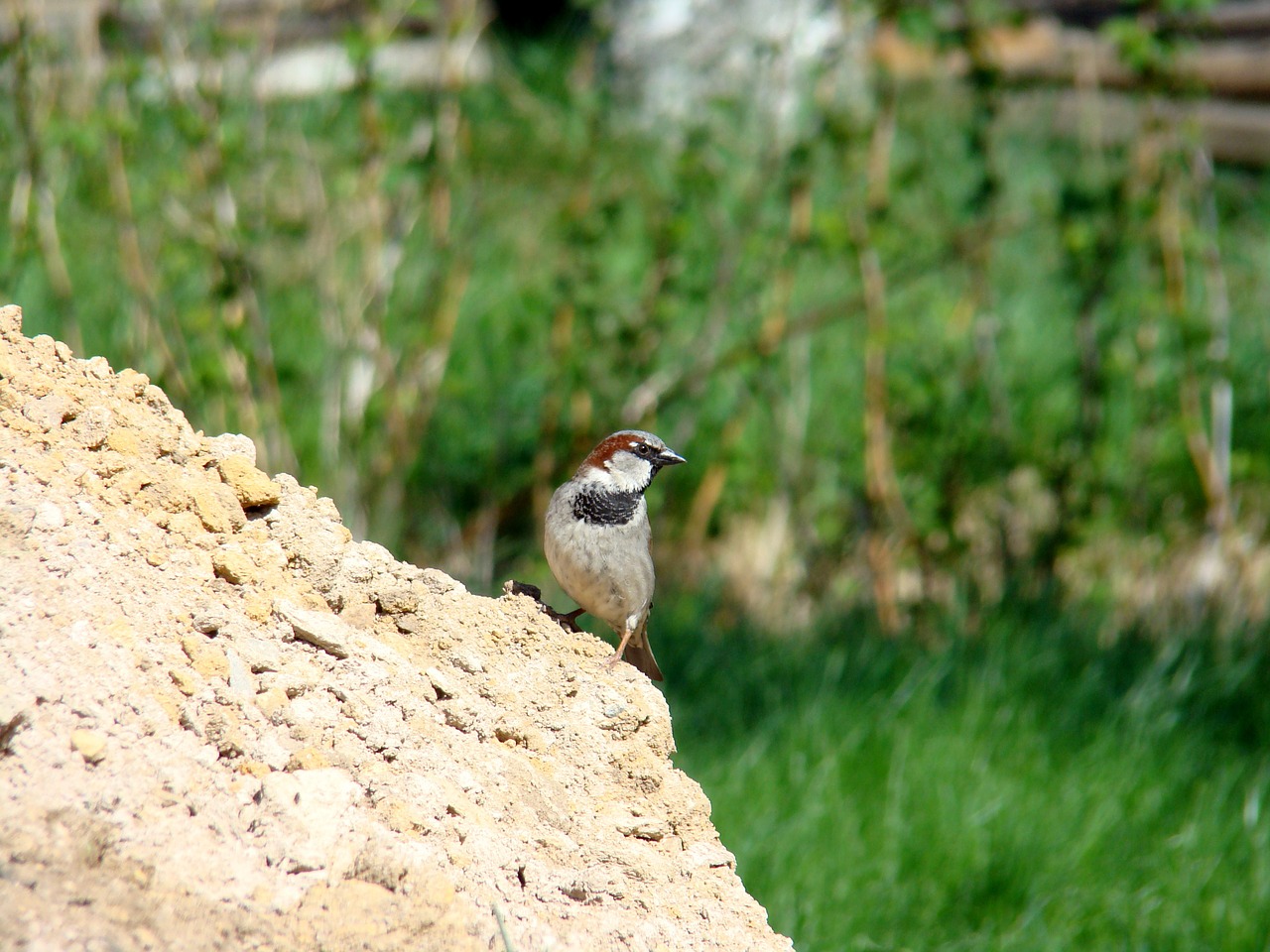 house sparrow bird animals free photo
