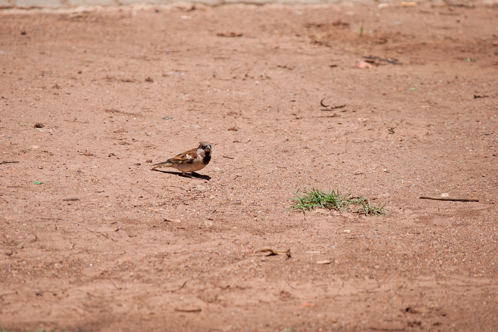 avian bird sparrow free photo