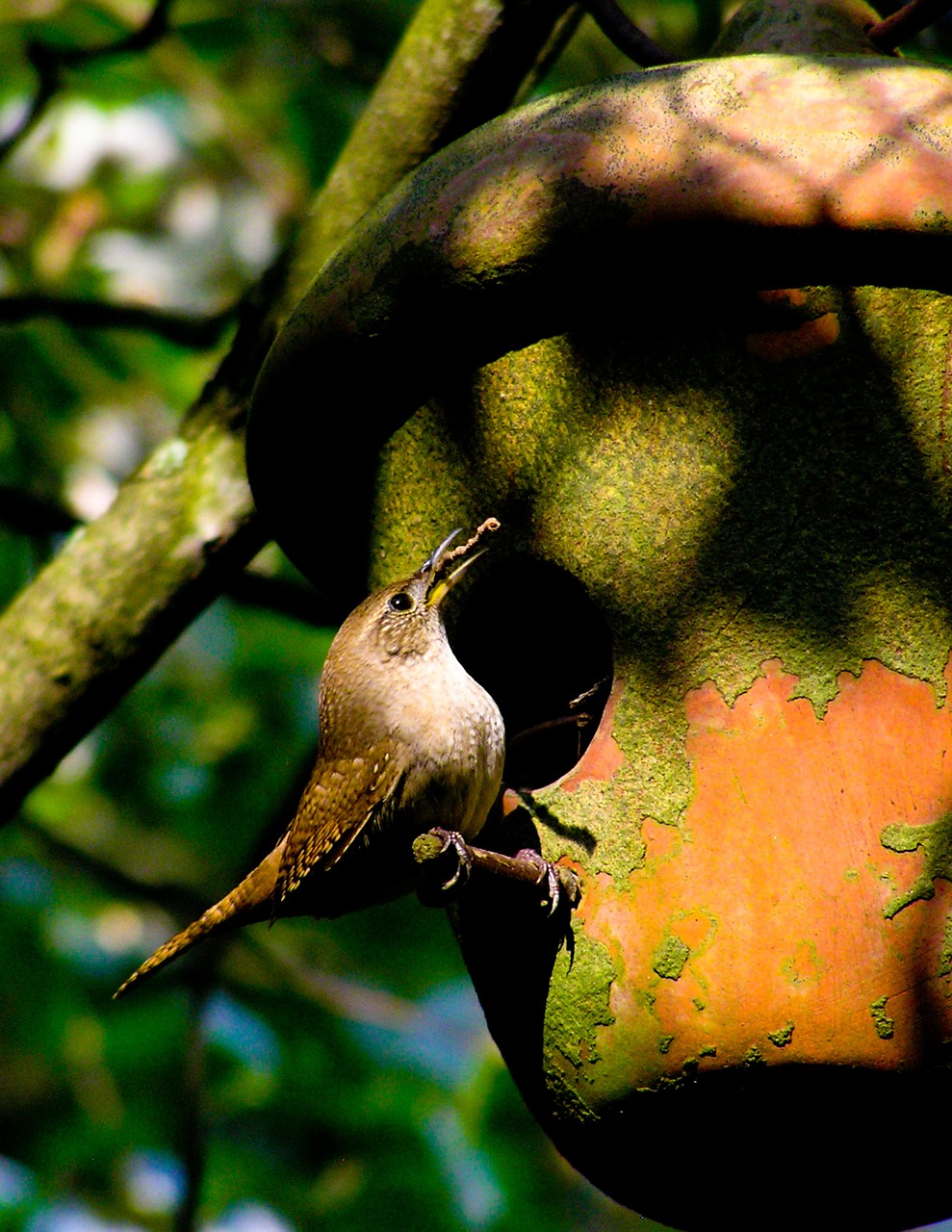 house wren bird birdhouse free photo