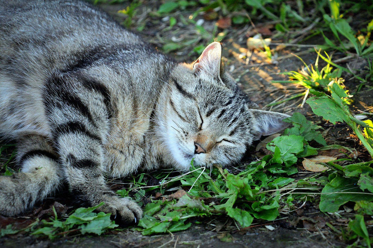 housecat pet dream free photo