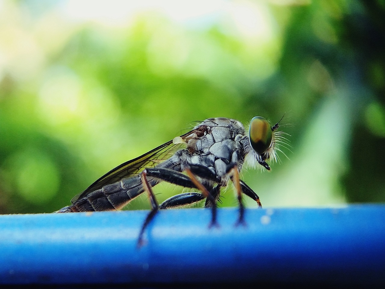 housefly fly animal free photo