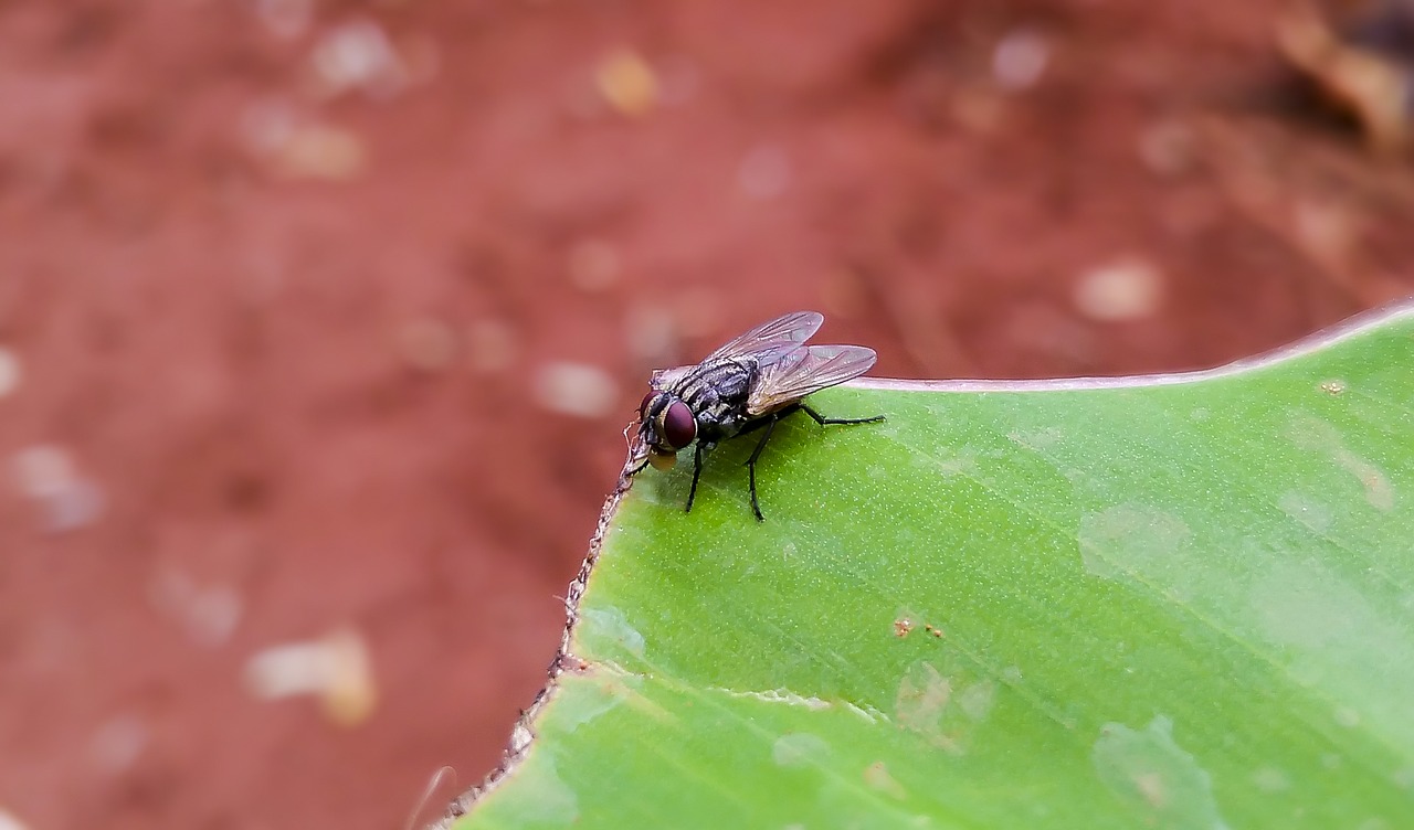 housefly musca domestica fly free photo