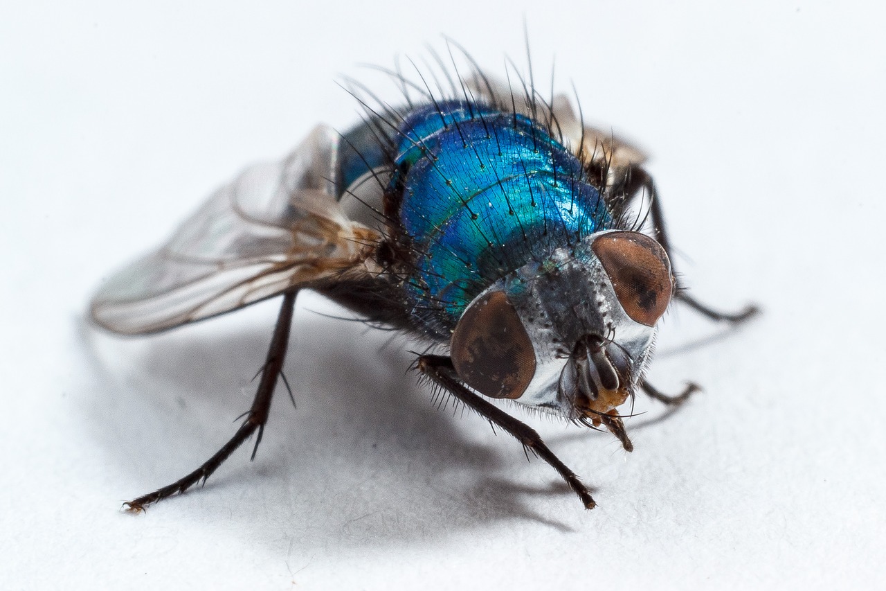 housefly fly insect free photo
