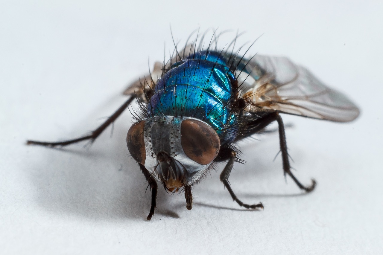 housefly fly insect free photo