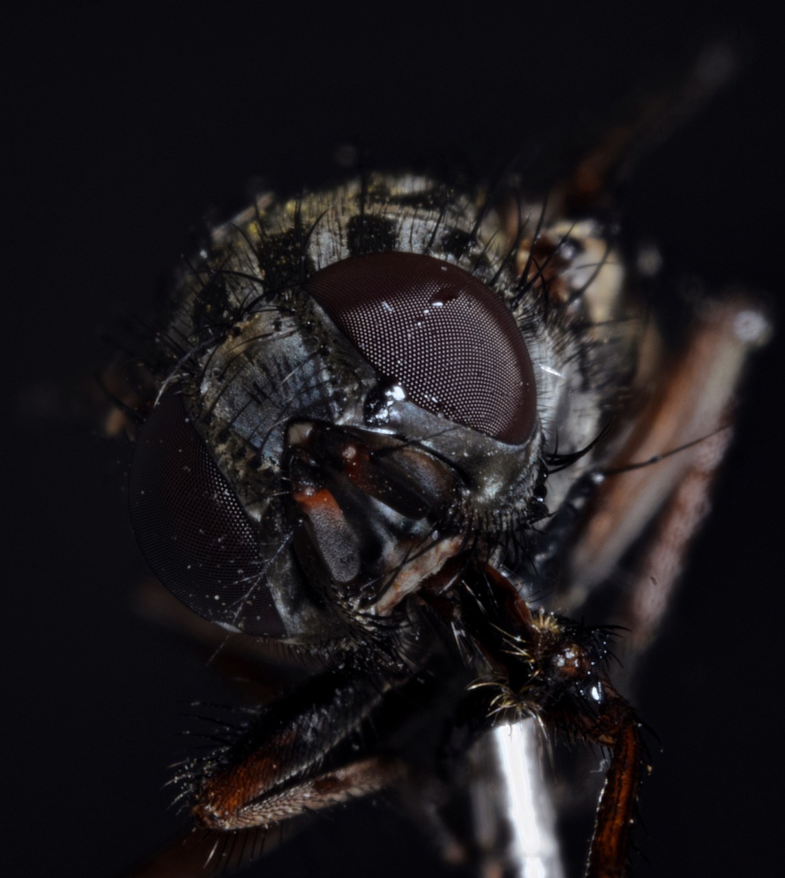 housefly  compound  fly free photo