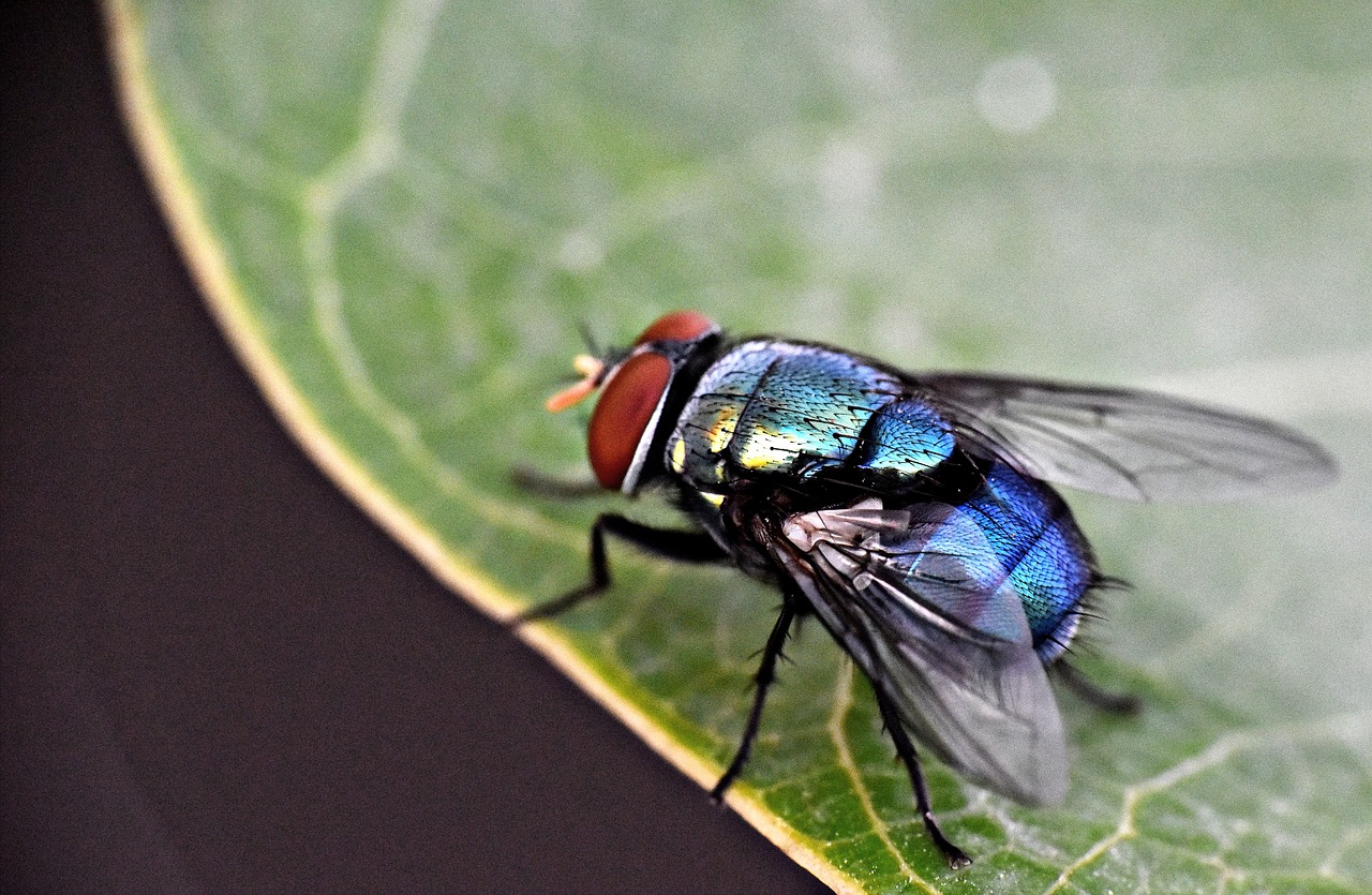 housefly  insect  fly free photo