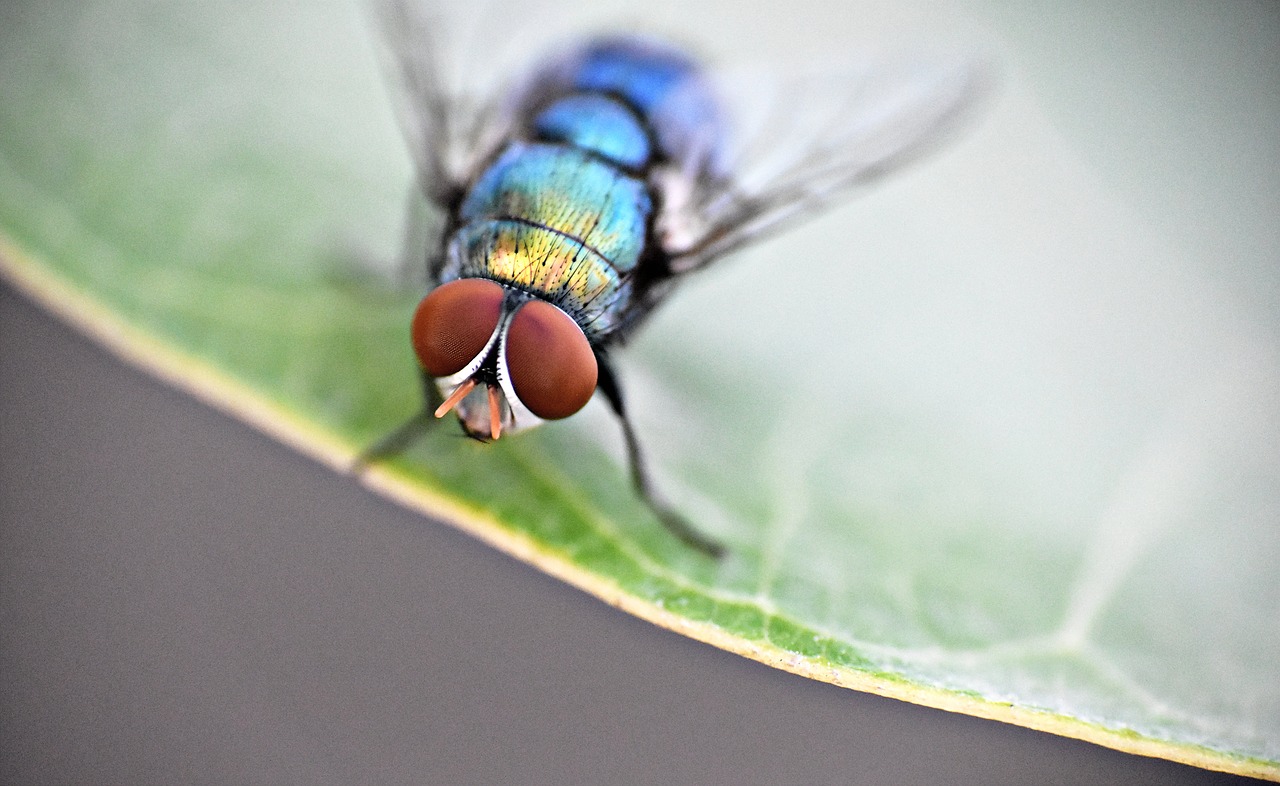 housefly  insect  fly free photo
