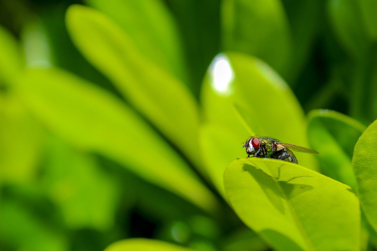 housefly  fly  insect free photo