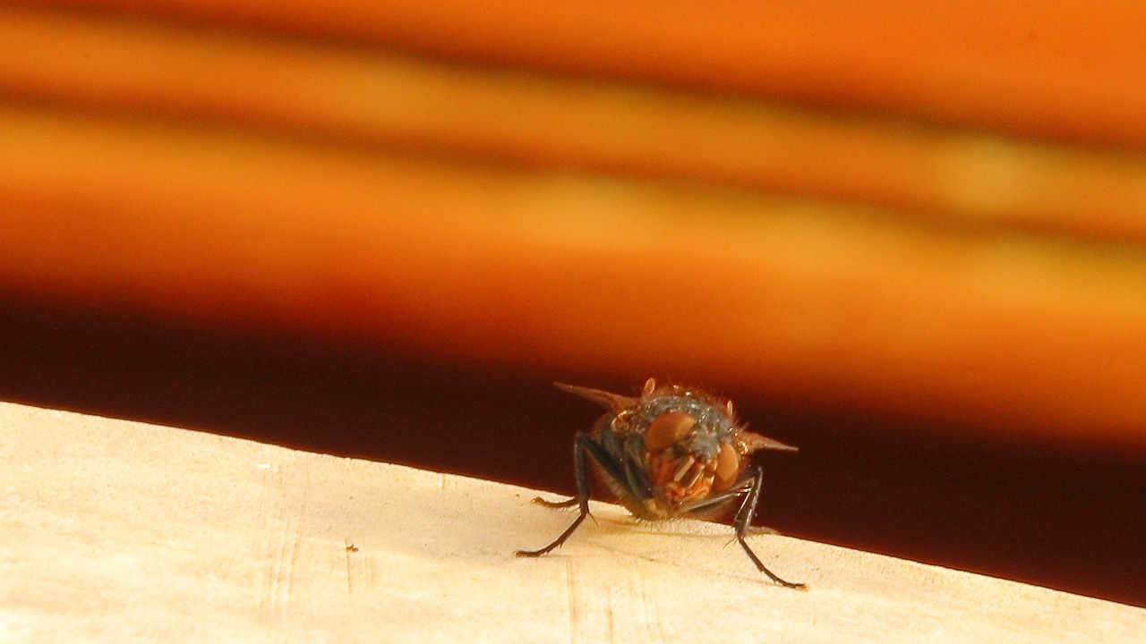 housefly fly insect free photo