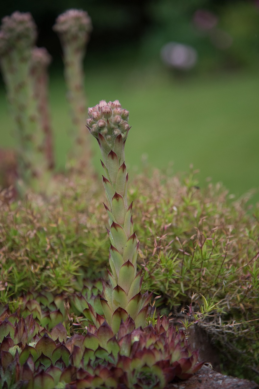 houseleek inflorescence macro free photo