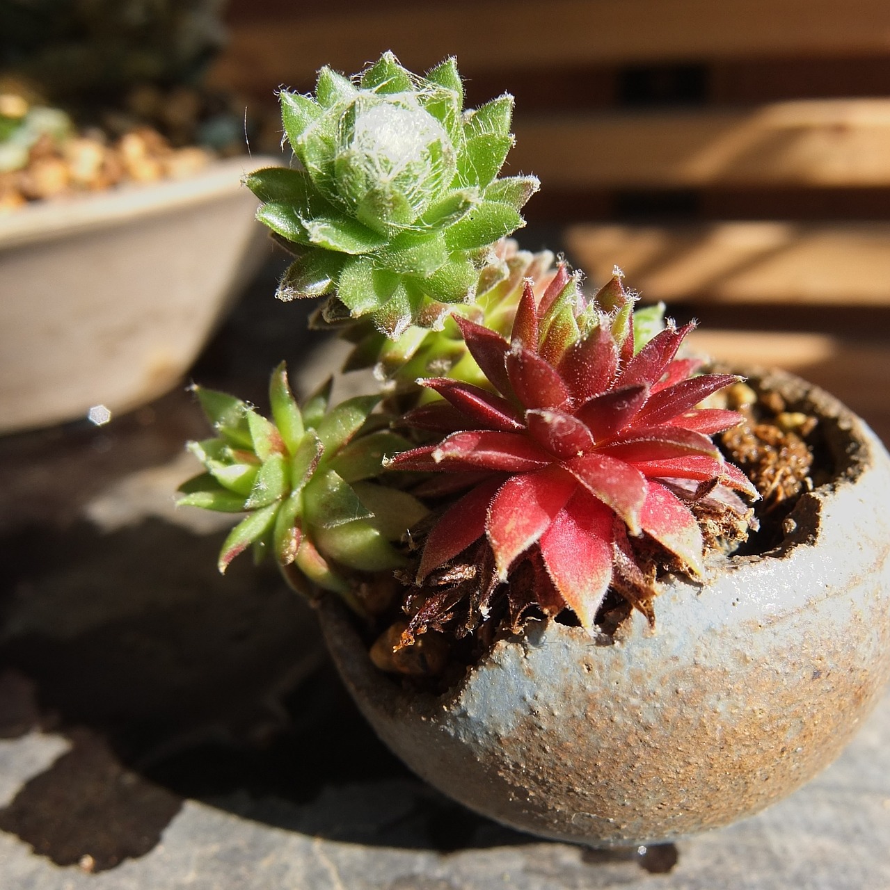 houseleek bonsai miniature free photo