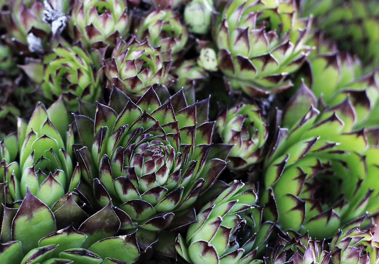 houseleek sempervivum bloom free photo