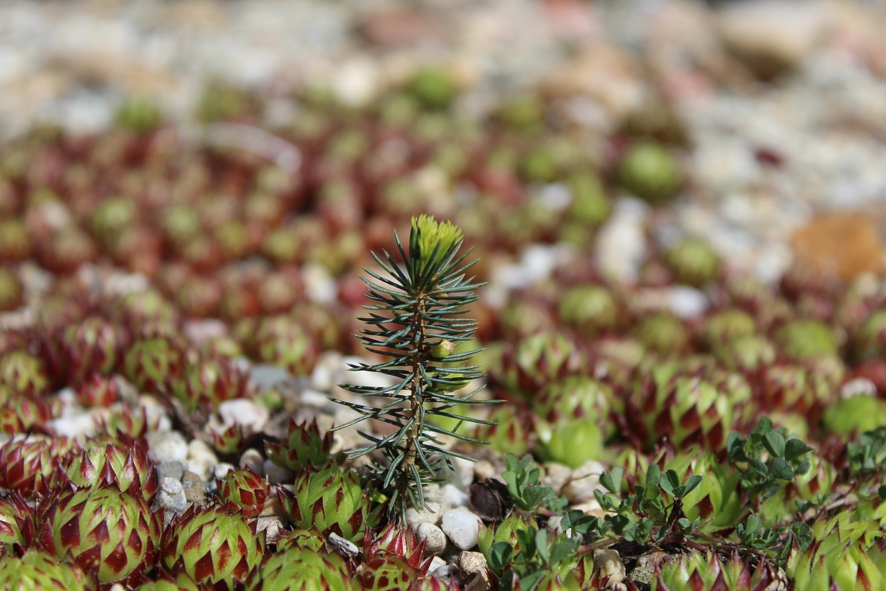 houseleek fir branch free photo