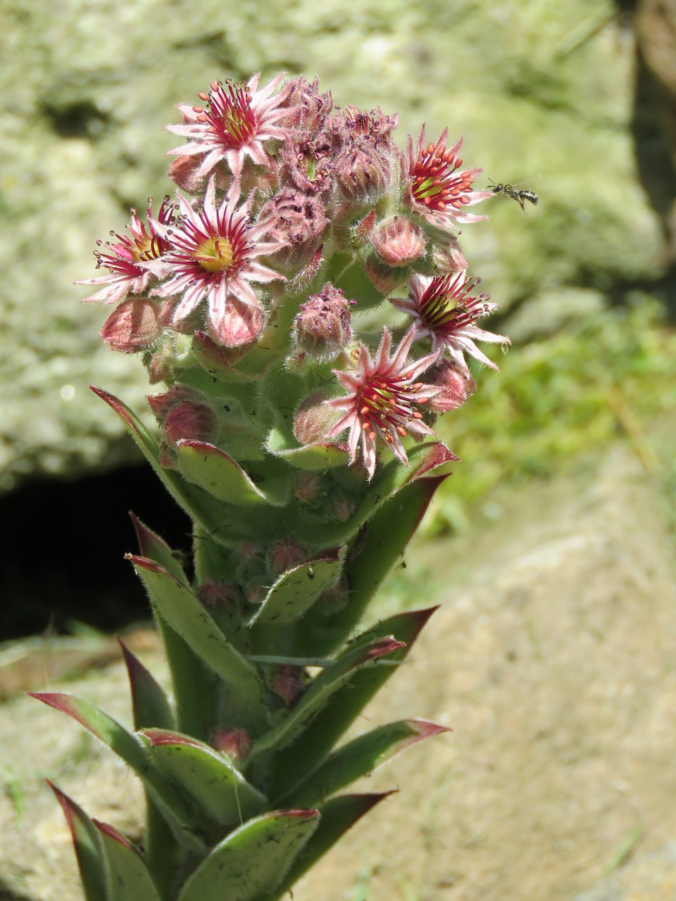 houseleek blossom bloom free photo