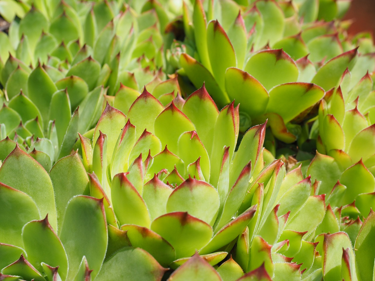 houseleek plant green free photo