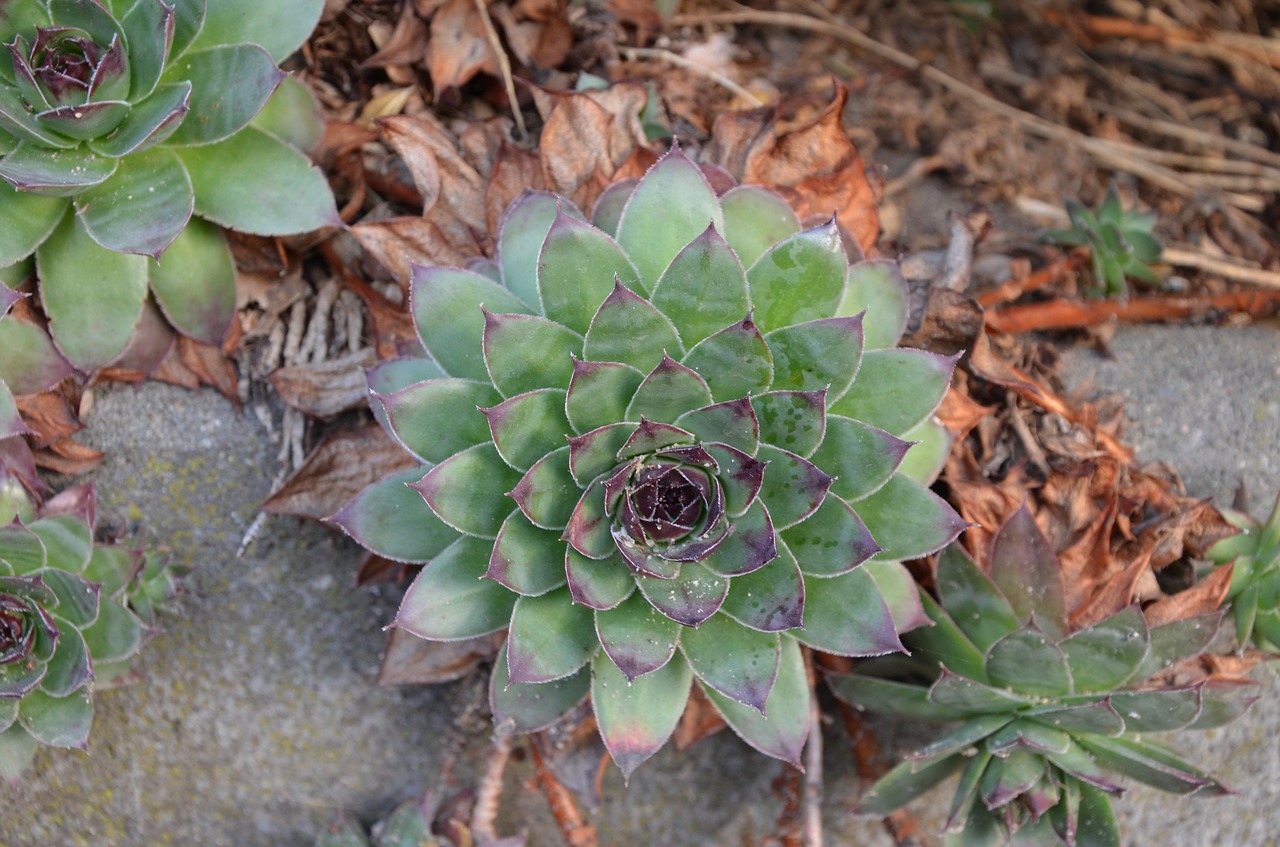 houseleek plant nature free photo