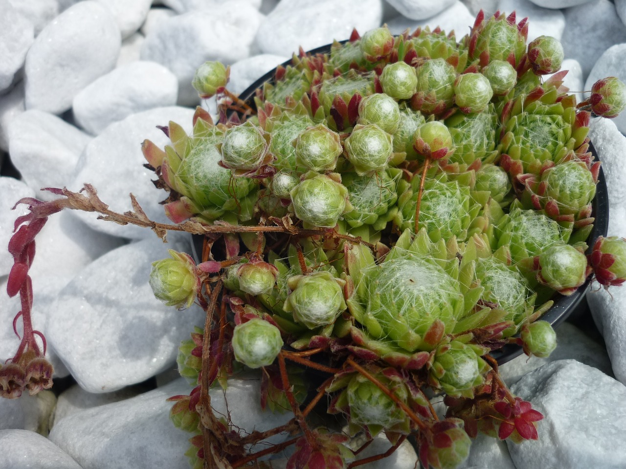 houseleek rosette plant inside free photo