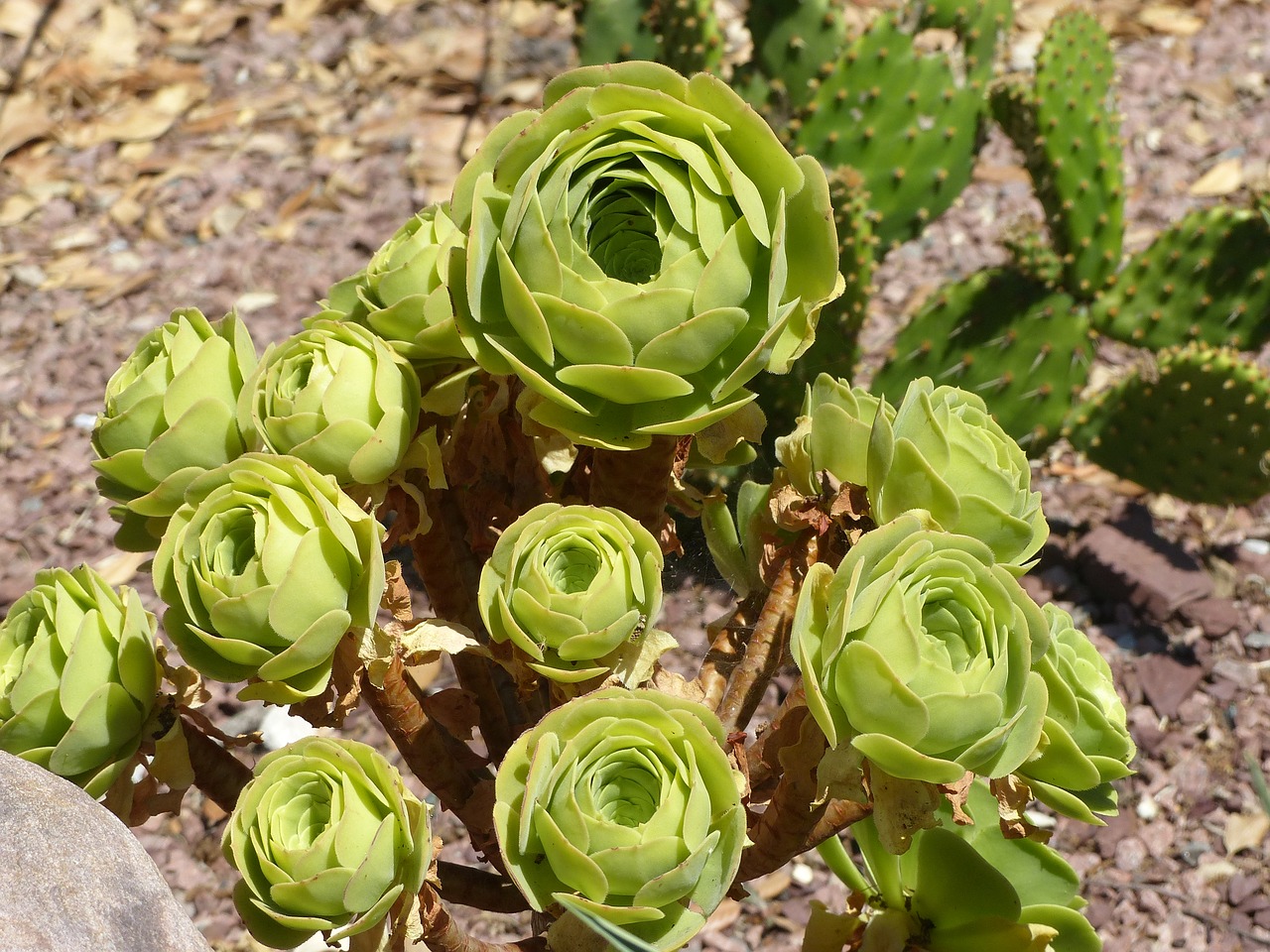 houseleek nature succulent free photo