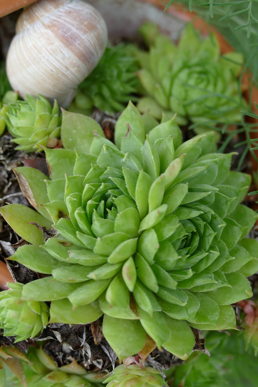 houseleek waxflower stone garden free photo