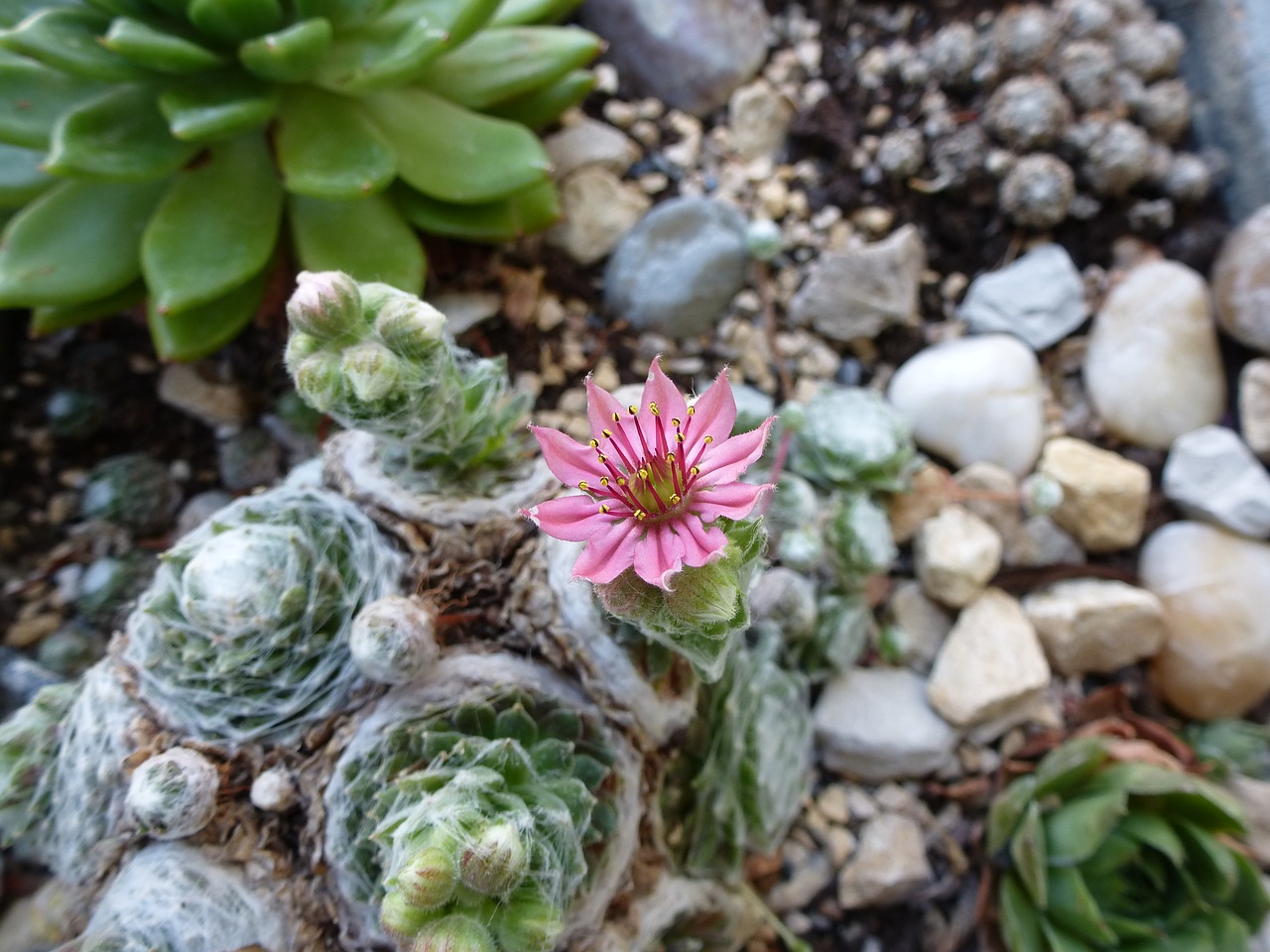 houseleek  plant  succulent free photo