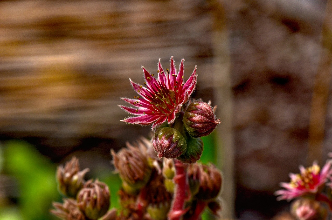 houseleek  flower  nature free photo