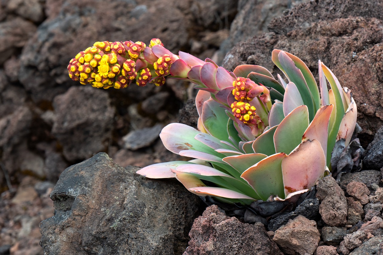 houseleek  blossom  bloom free photo